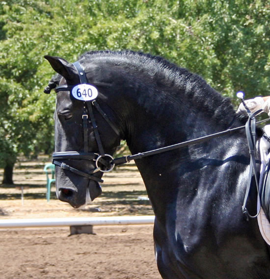 Dressage in the Almonds August 2007!