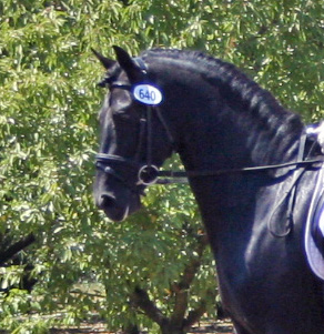 Dressage in the Almonds August 2007!