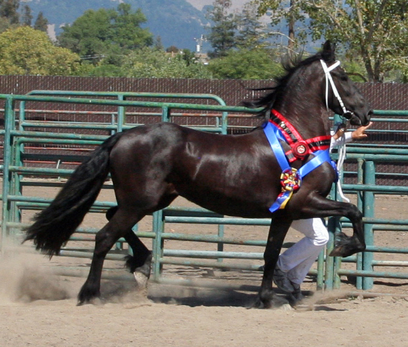 Tsjitske awarded 1st Premie Ster, Provisional Kroon, Champion Mare, Champion of the Day and Grand Champion at the 2009 Santa Rosa Keuring