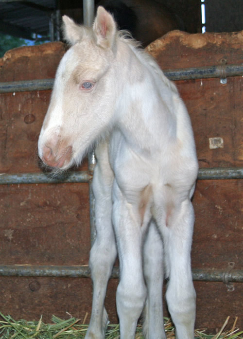 Cremello Gypsy Stallion For Sale - Dragonfire x Flash of Gold x The Boss UK